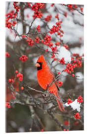 Obraz na szkle akrylowym Red cardinal on berry bush