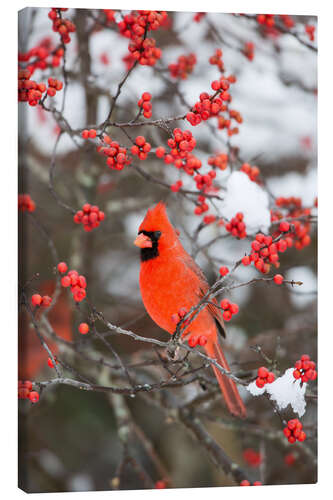 Canvastavla Red cardinal on berry bush