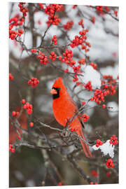 Foam board print Red cardinal on berry bush