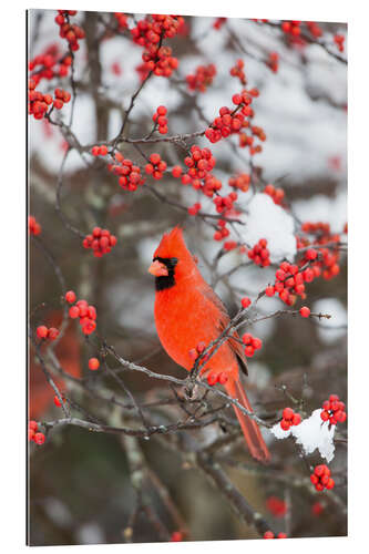 Gallery print Red cardinal on berry bush