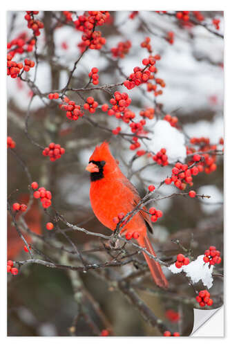 Wall sticker Red cardinal on berry bush