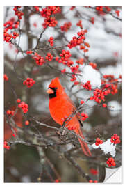 Sticker mural Cardinal rouge dans un buisson de baies