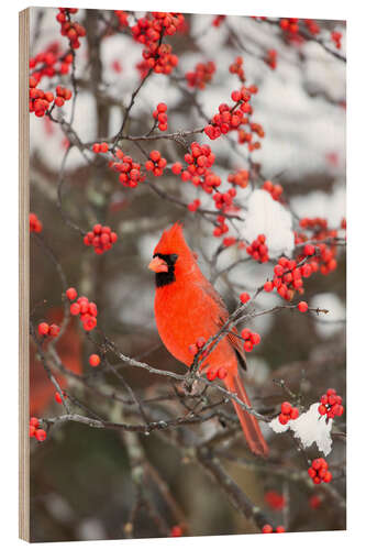 Tableau en bois Cardinal rouge dans un buisson de baies