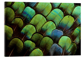 Quadro em acrílico  Penas de faisão verde - Darrell Gulin
