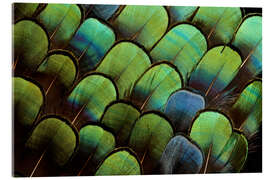 Akryylilasitaulu  Green pheasant feathers - Darrell Gulin