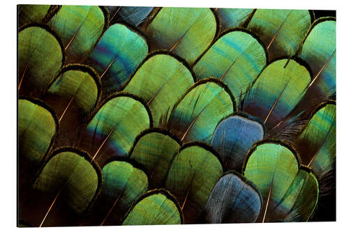 Aluminiumsbilde Green pheasant feathers