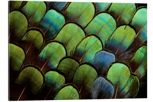 Galleriprint Green pheasant feathers