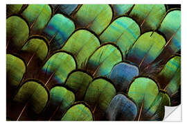 Selvklebende plakat Green pheasant feathers