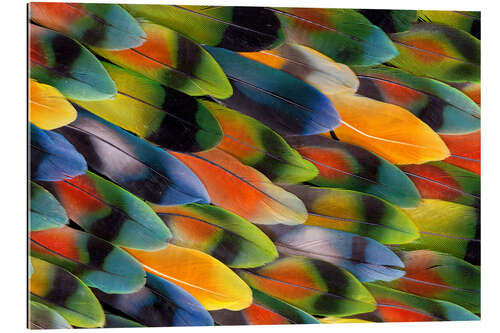 Gallery print colourful parrot feathers