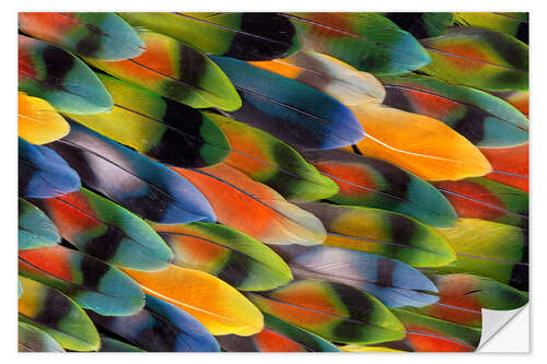 Muursticker Colorful parrot feathers