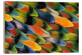 Wood print colourful parrot feathers