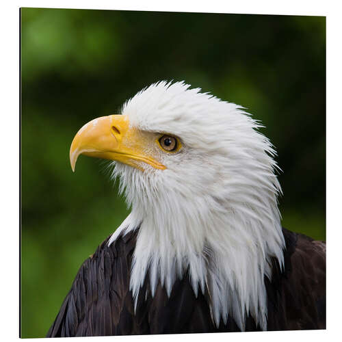 Aluminium print Profile of a bald eagle