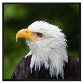 Gerahmter Kunstdruck Profil eines Weißkopfseeadlers