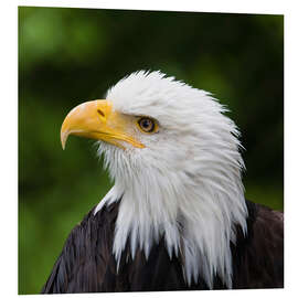 Foam board print Profile of a bald eagle