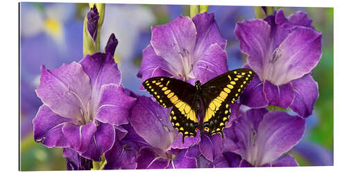 Galleriataulu Black swallowtail