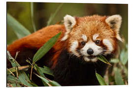 Aluminiumtavla Red panda in Wolong