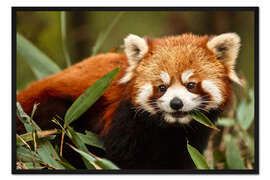 Gerahmter Kunstdruck Roter Panda in Wolong