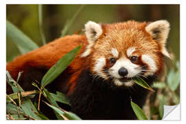 Naklejka na ścianę Red panda in Wolong