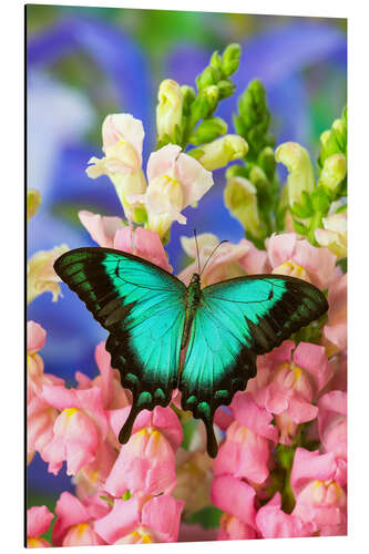 Aluminium print Sea green swallowtail