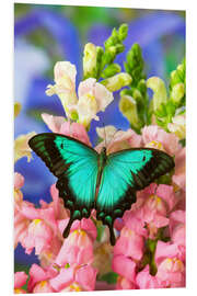 Foam board print Sea green swallowtail