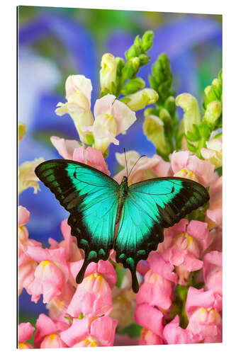 Gallery print Sea green swallowtail