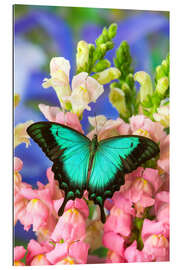 Galleriprint Sea green swallowtail