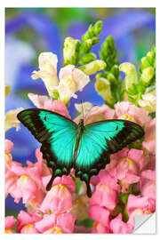 Muursticker Sea green swallowtail