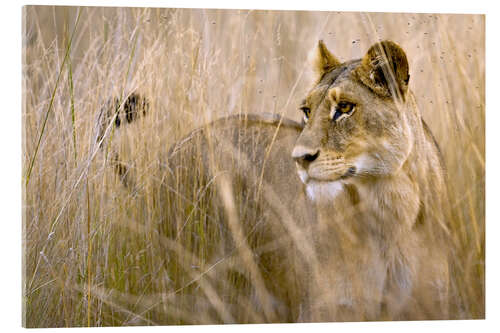 Acrylic print Lioness in the high grass