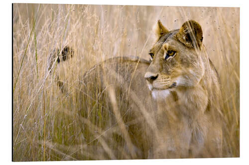 Aluminium print Lioness in the high grass