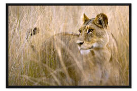 Gerahmter Kunstdruck Löwin im hohen Gras