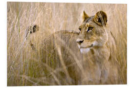 Foam board print Lioness in the high grass