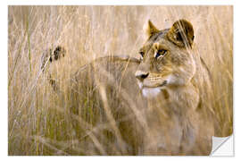 Selvklebende plakat Lioness in the high grass