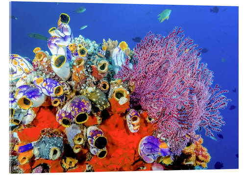 Acrylic print Coral reef in Indonesia