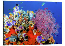 Aluminium print Coral reef in Indonesia