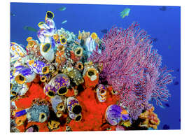 Foam board print Coral reef in Indonesia