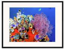 Gerahmter Kunstdruck Korallenriff in Indonesien