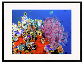 Inramat konsttryck Coral reef in Indonesia