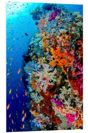 Foam board print Coral reef in Indonesia