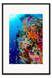 Gerahmter Kunstdruck Korallenriff in Indonesien