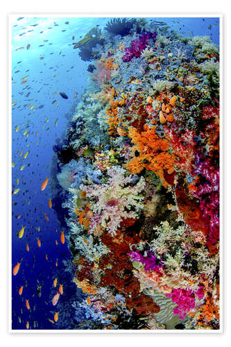 Poster Poissons et récifs coralliens en Indonésie