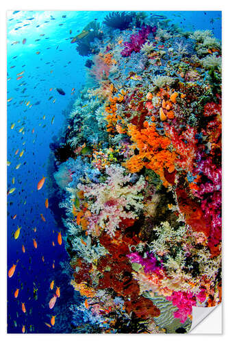 Vinilo para la pared Arrecife de coral en Indonesia