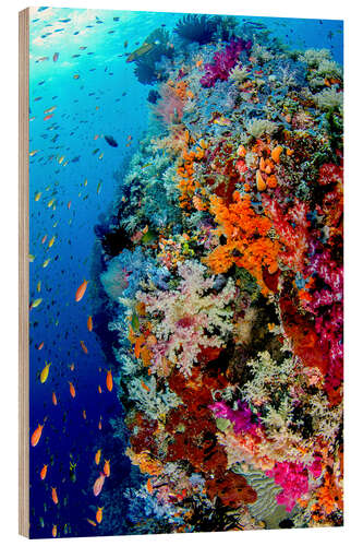 Trätavla Coral reef in Indonesia