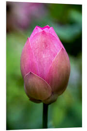 Foam board print Closeup of lotus flower bud