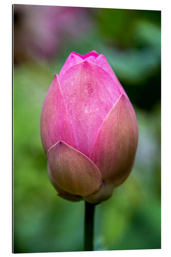 Galleritryk Closeup of lotus flower bud