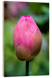 Wood print Closeup of lotus flower bud