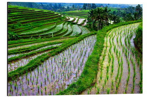 Stampa su alluminio Terrazze di riso a Bali