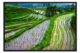 Gerahmter Kunstdruck Reisterrassen in Bali