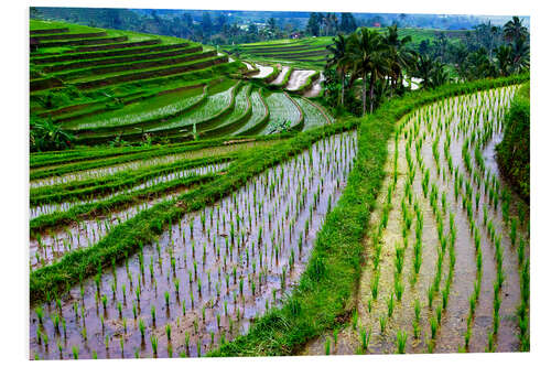 PVC-tavla Rice terraces in Bali