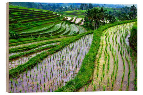 Wood print Rice terraces in Bali