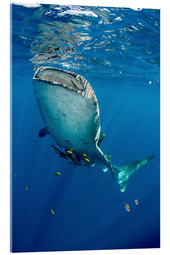 Akrylbilde Whale shark under water